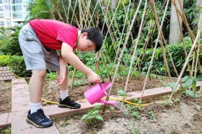 “青青葵园”小菜地丨耕植方圃，不亦乐乎！